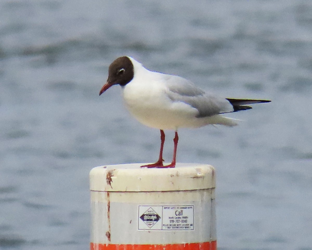 Black-headed Gull - ML316720591