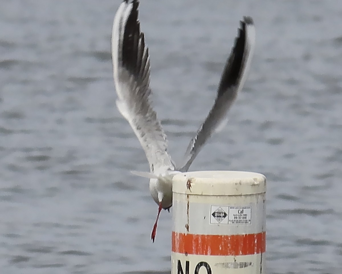 Black-headed Gull - ML316720601