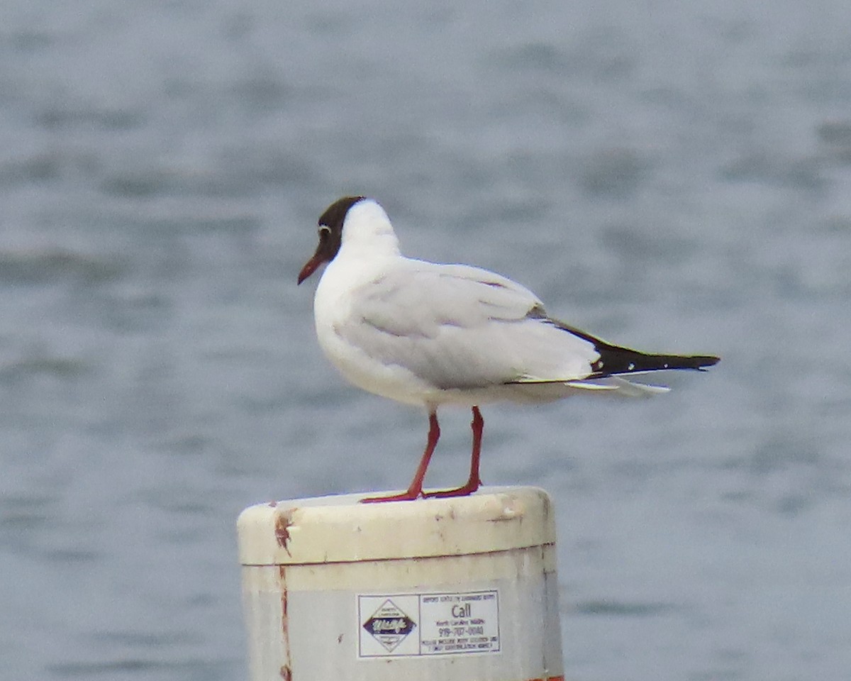 Black-headed Gull - ML316720611