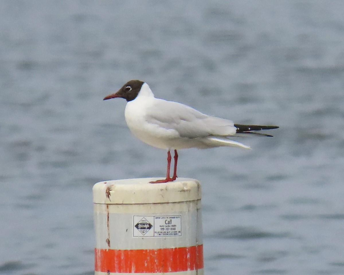 Black-headed Gull - ML316720621