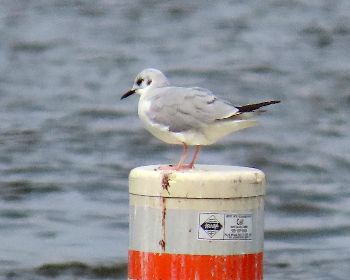 Mouette de Bonaparte - ML316720631