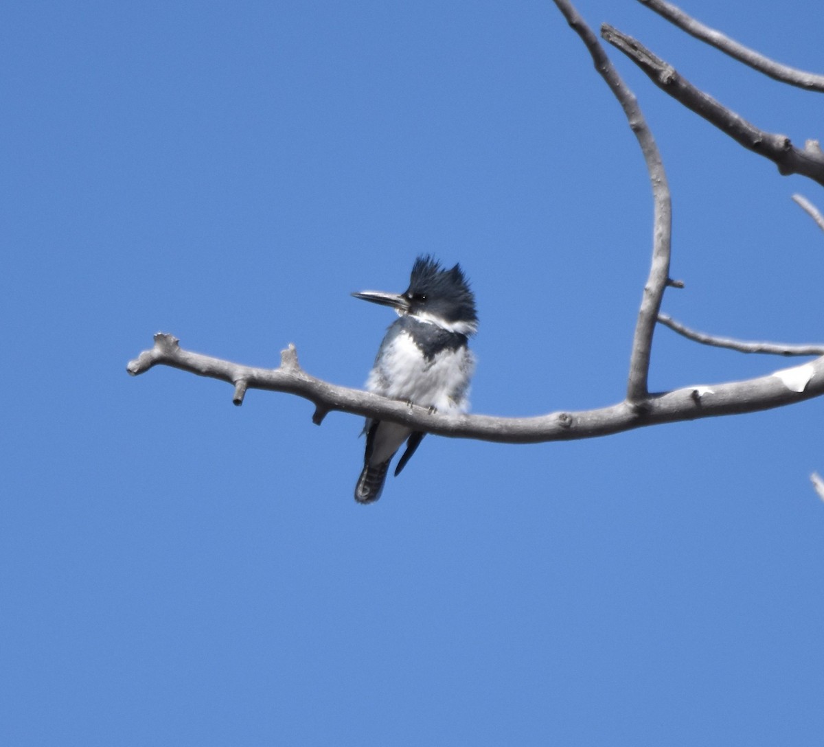 Belted Kingfisher - ML316722911