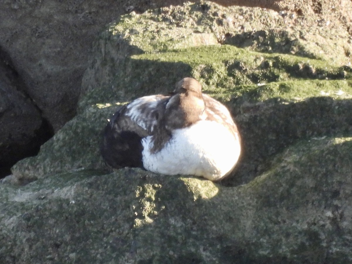 Common Eider - ML316726371