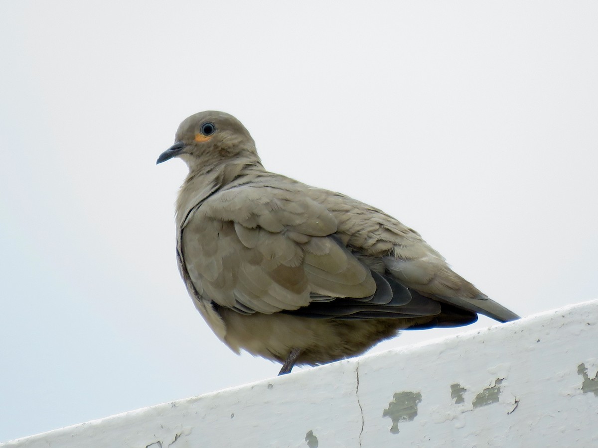 Palomita Alinegra - ML316726481