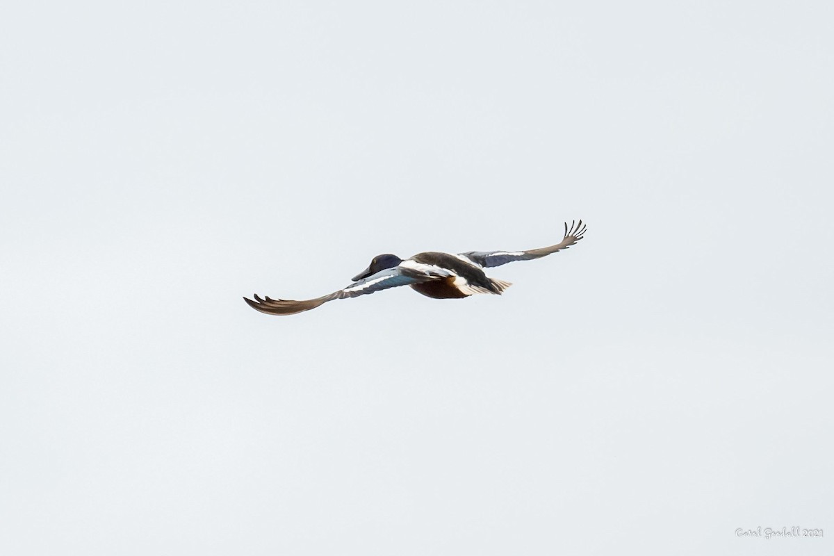 Northern Shoveler - Carol Goodall