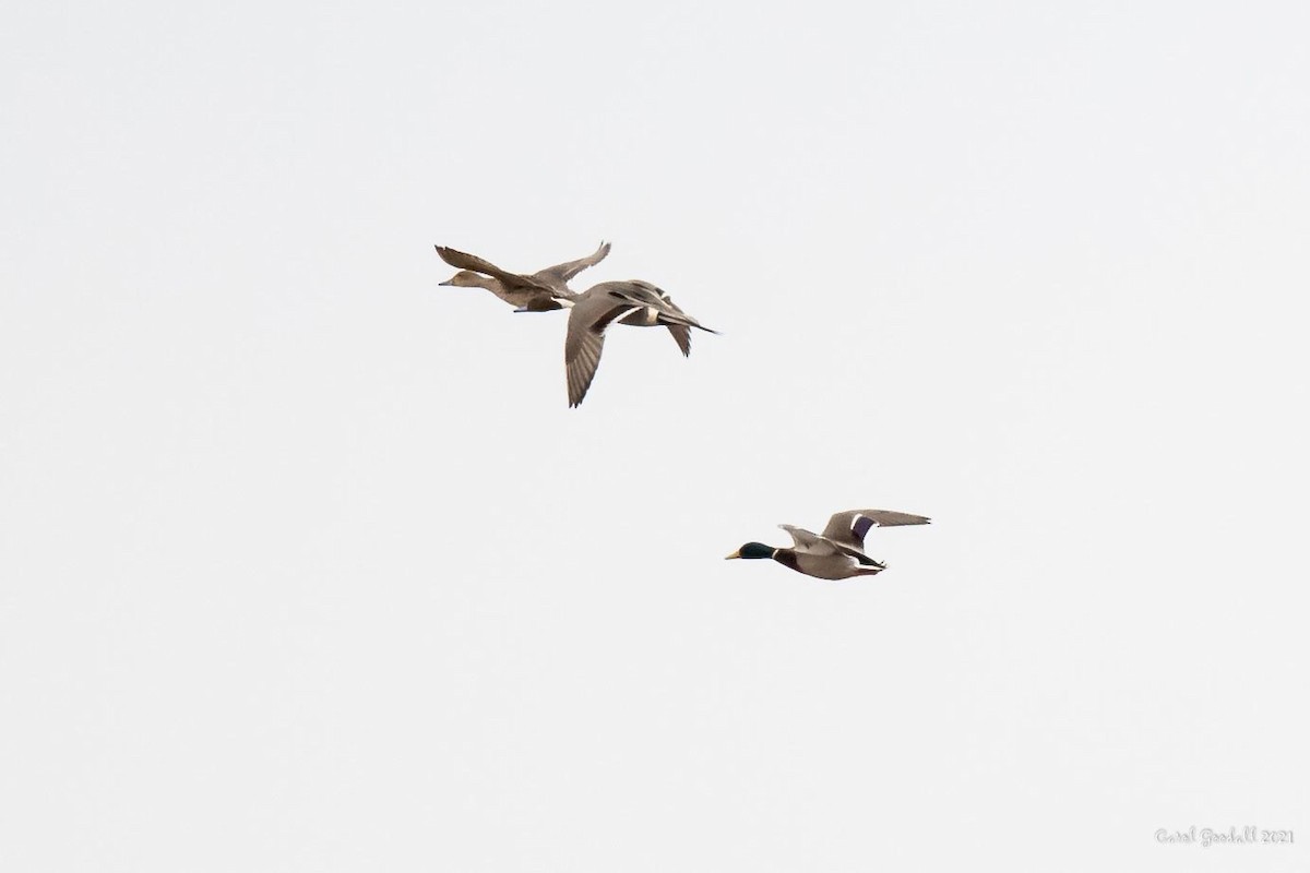 Northern Pintail - Carol Goodall