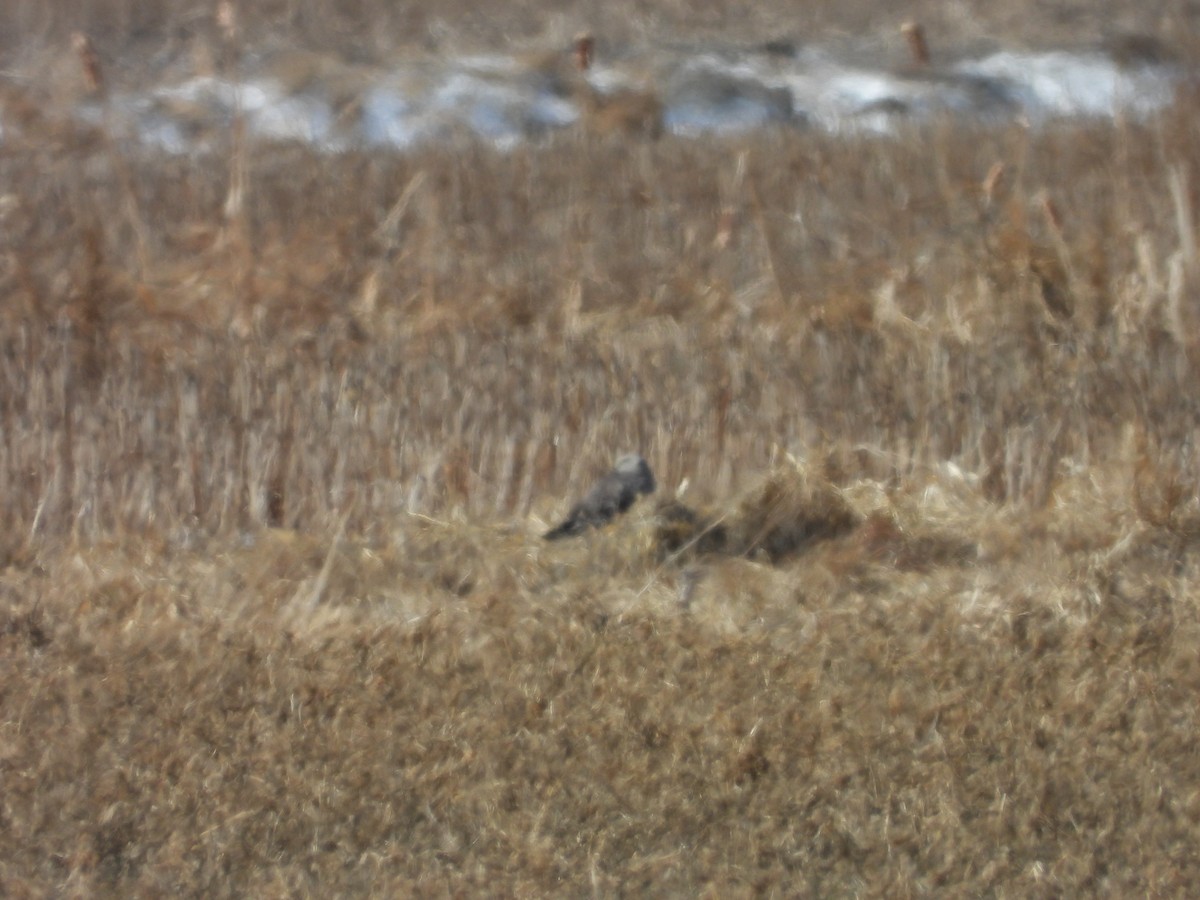 Northern Harrier - ML316728681