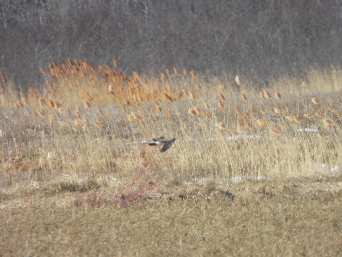 Northern Harrier - ML316728881