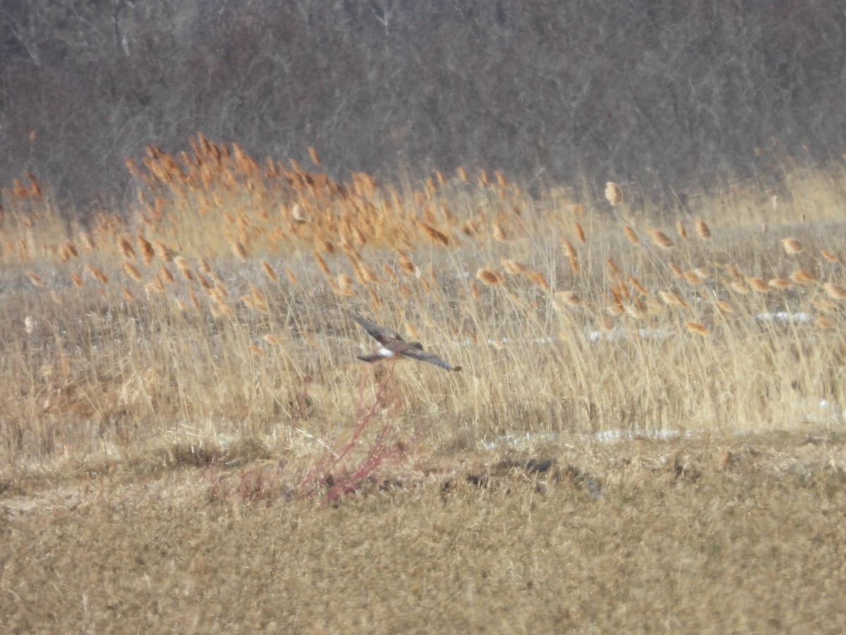 Northern Harrier - ML316728891