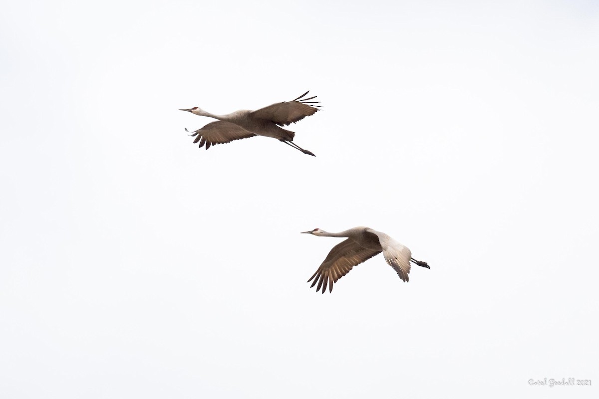 Sandhill Crane - Carol Goodall