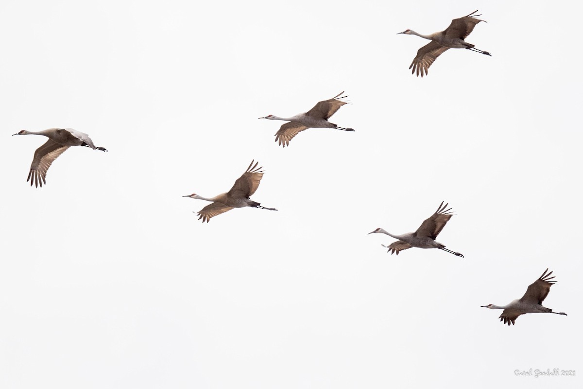 Sandhill Crane - ML316728981