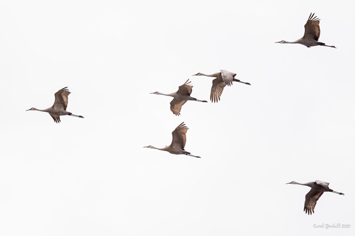 Sandhill Crane - Carol Goodall