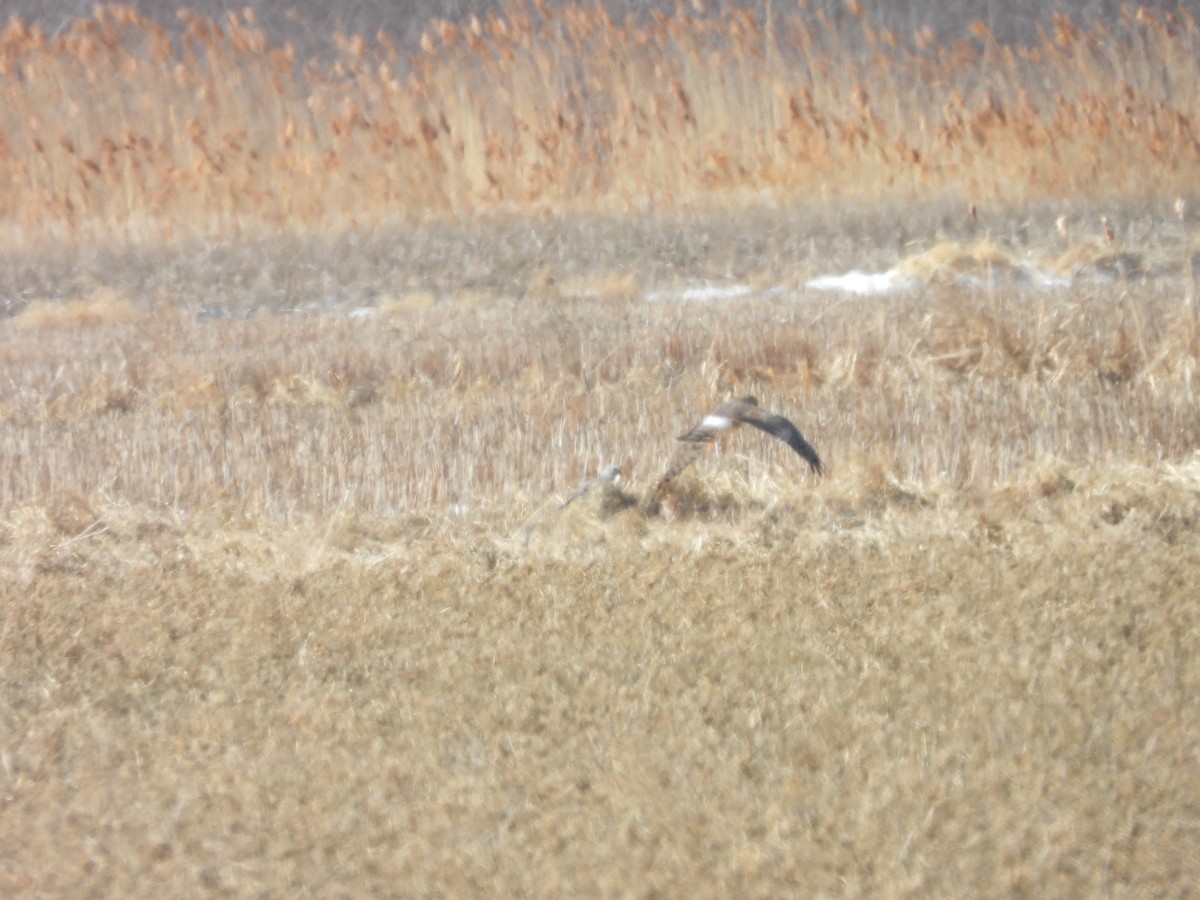 Northern Harrier - ML316729031