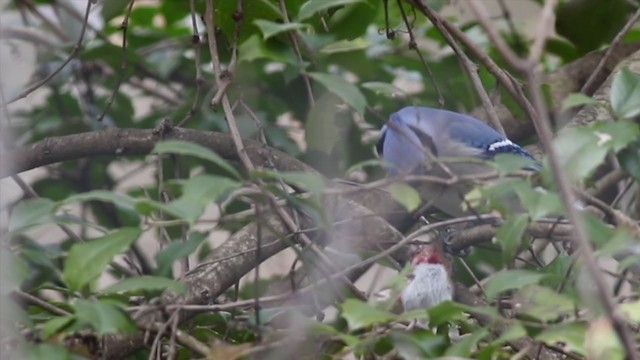 Blue Jay - ML316729161