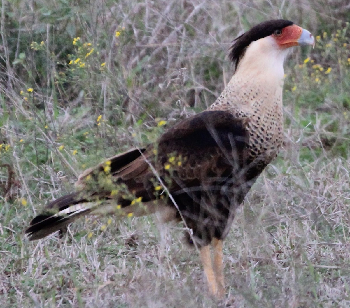 Crested Caracara (Northern) - ML316731021