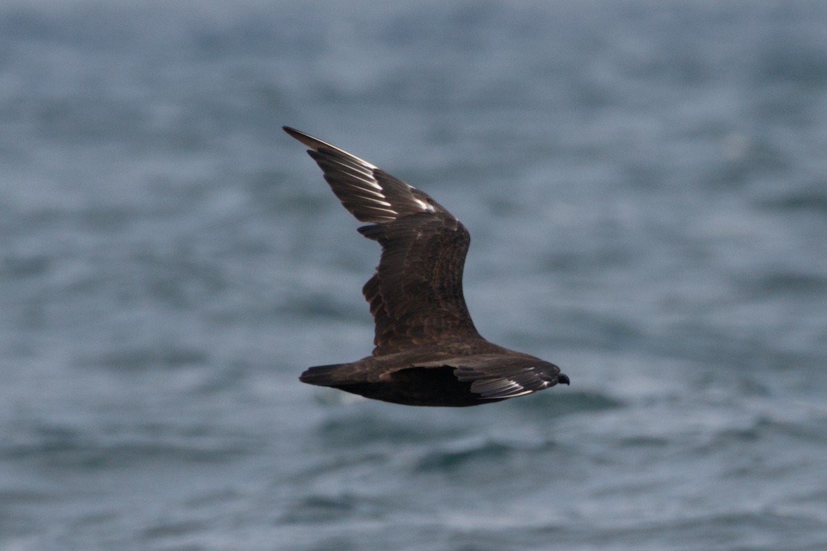 Brown Skua - Silvia Faustino Linhares