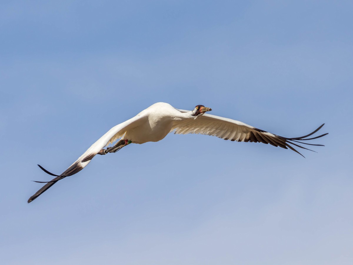 Whooping Crane - ML316733231