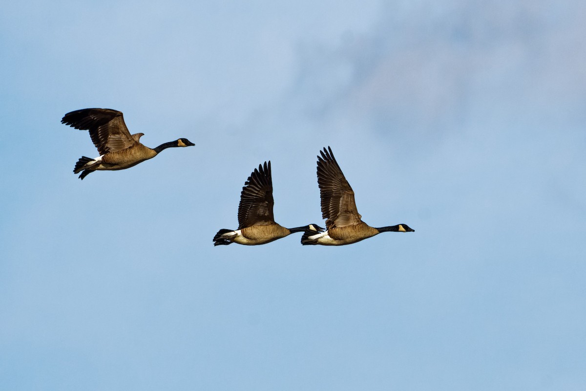 Canada Goose - ML316735461