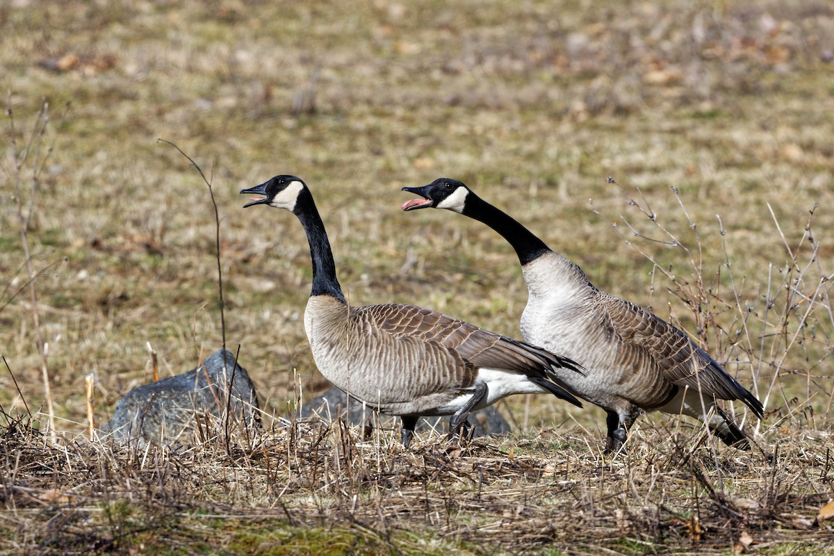 Canada Goose - ML316735621