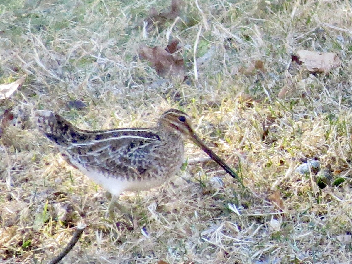 Wilson's Snipe - ML316735671