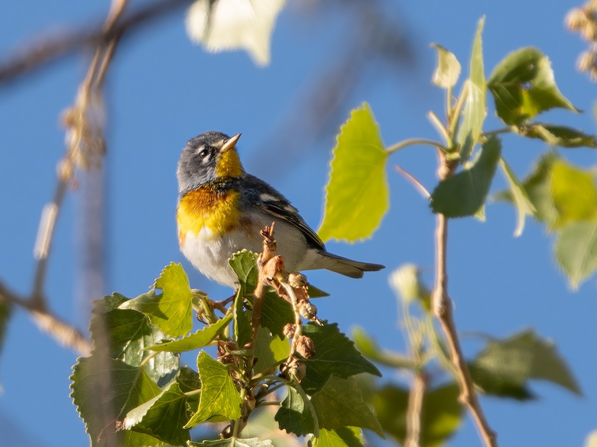 Northern Parula - ML316736041
