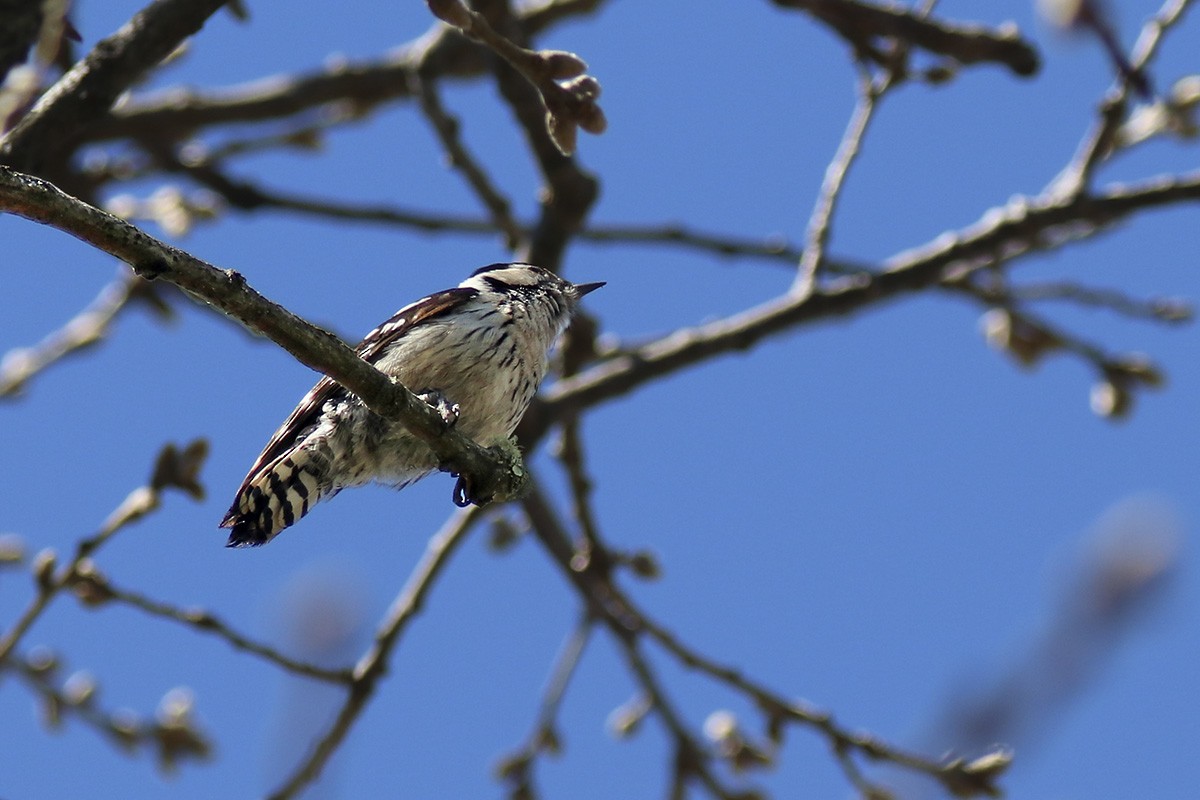 Lesser Spotted Woodpecker - Francisco Barroqueiro