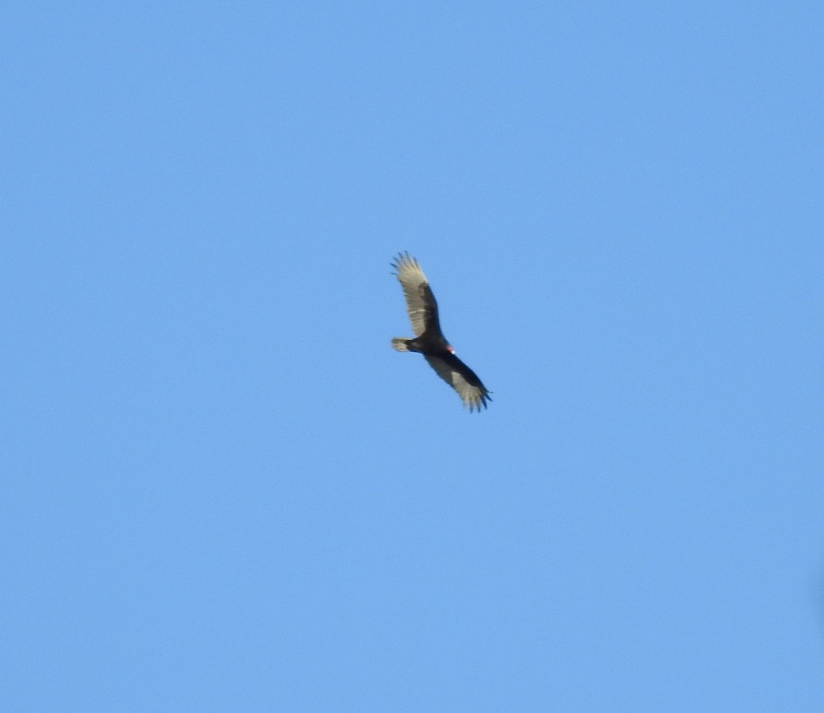 Turkey Vulture - ML316737371