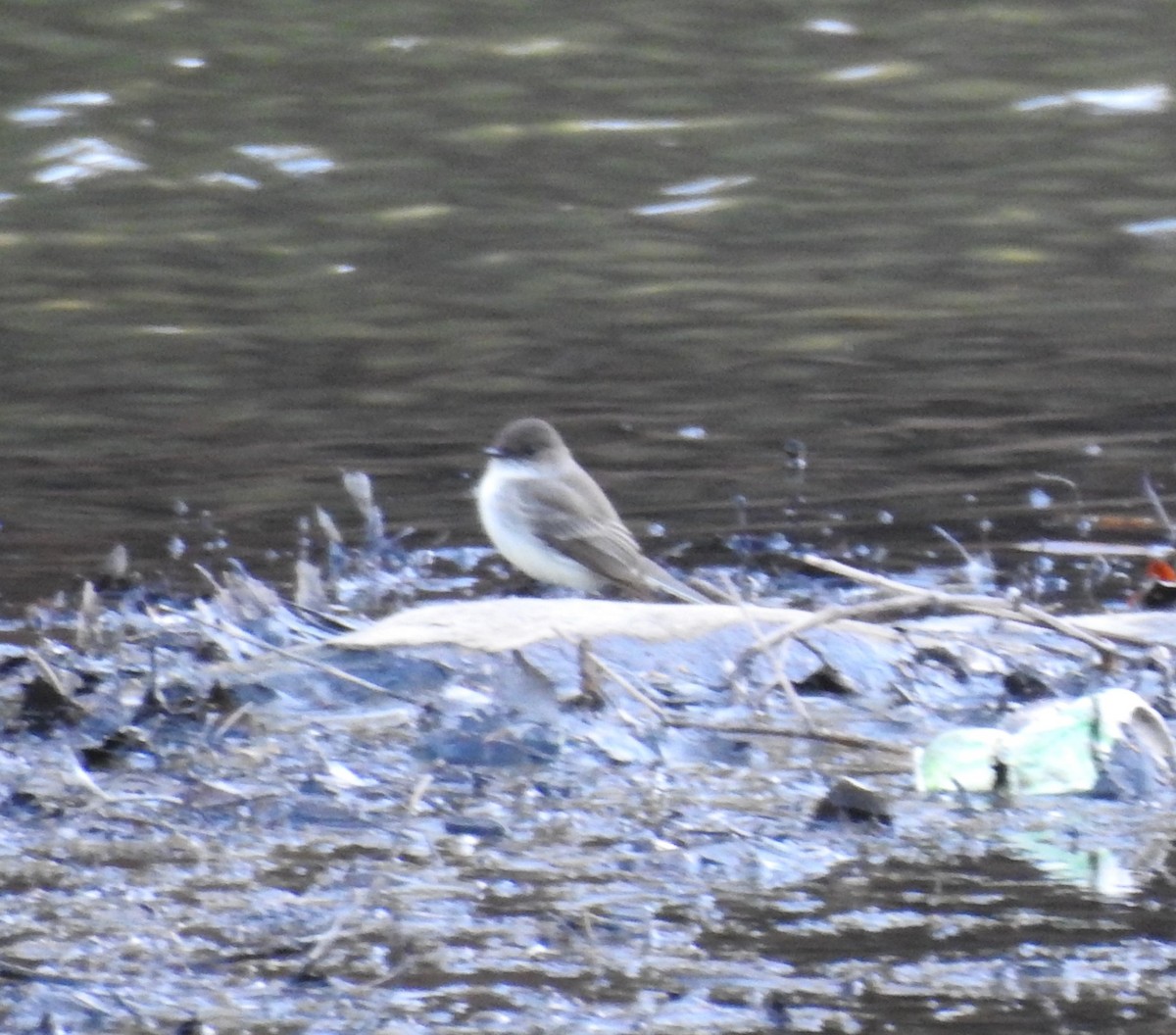 Eastern Phoebe - ML316737471