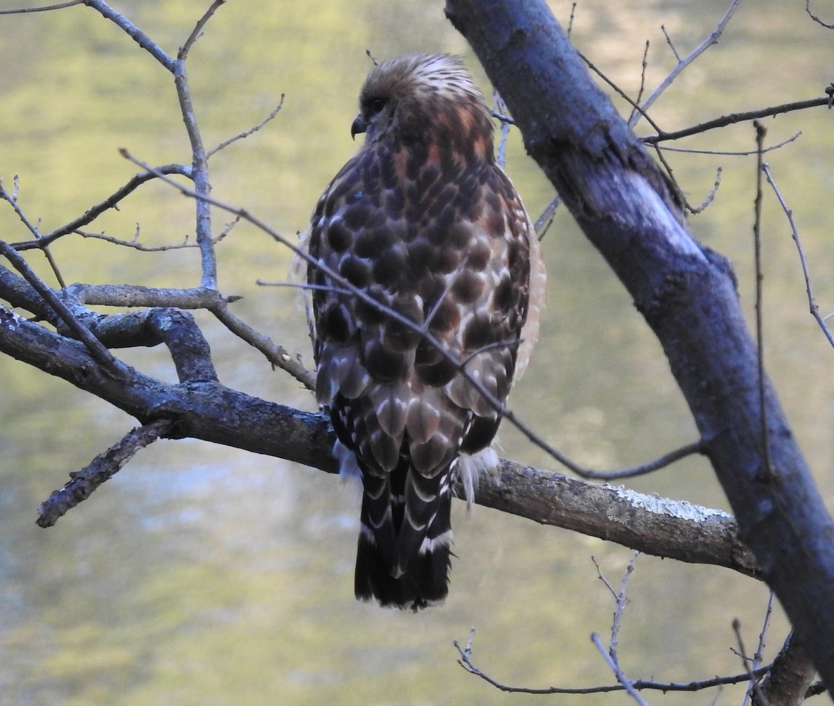 Red-shouldered Hawk - ML316737781