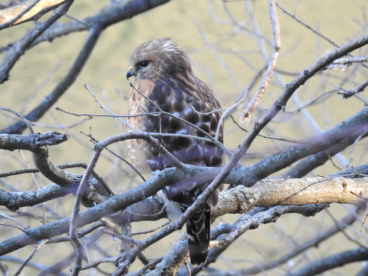Red-shouldered Hawk - ML316737901