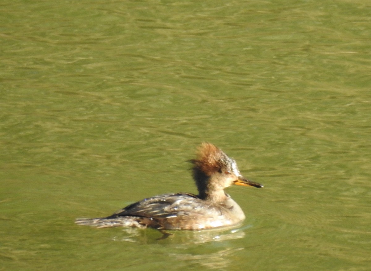 Hooded Merganser - ML316738011