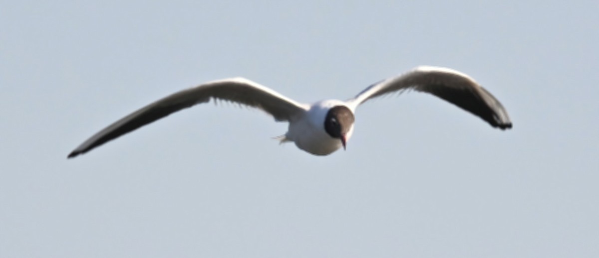 Black-headed Gull - ML316738181