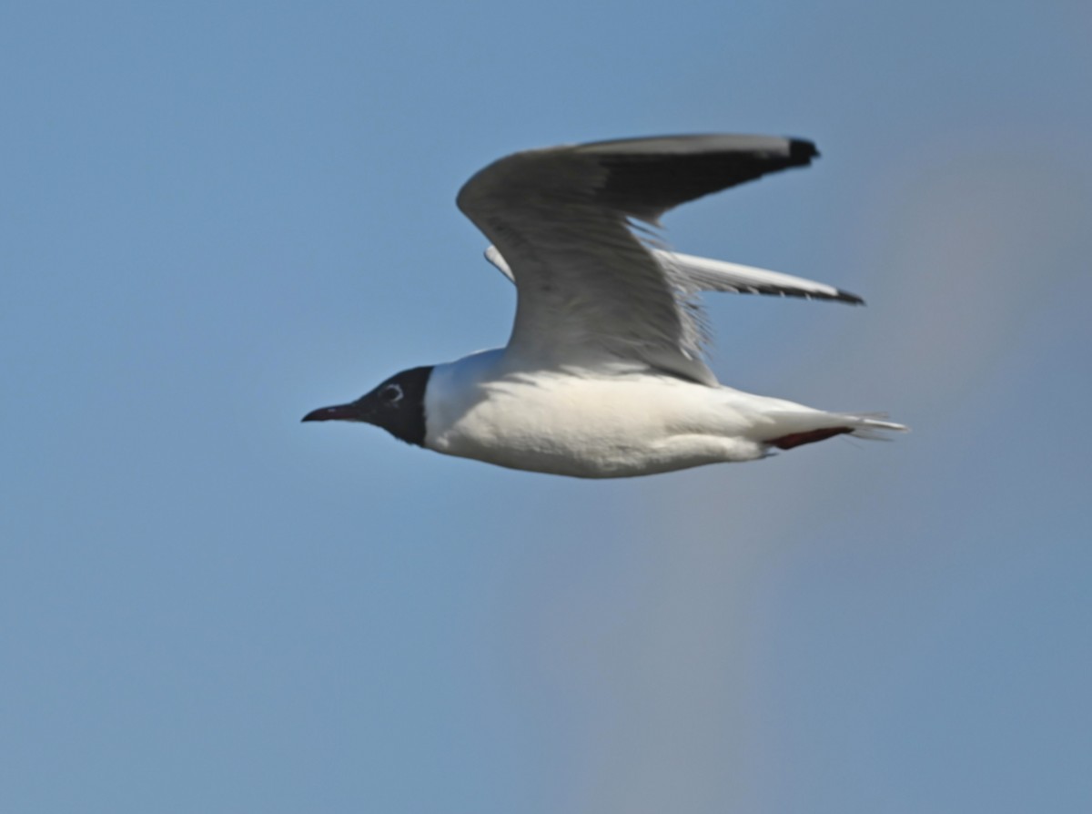 Black-headed Gull - ML316738201