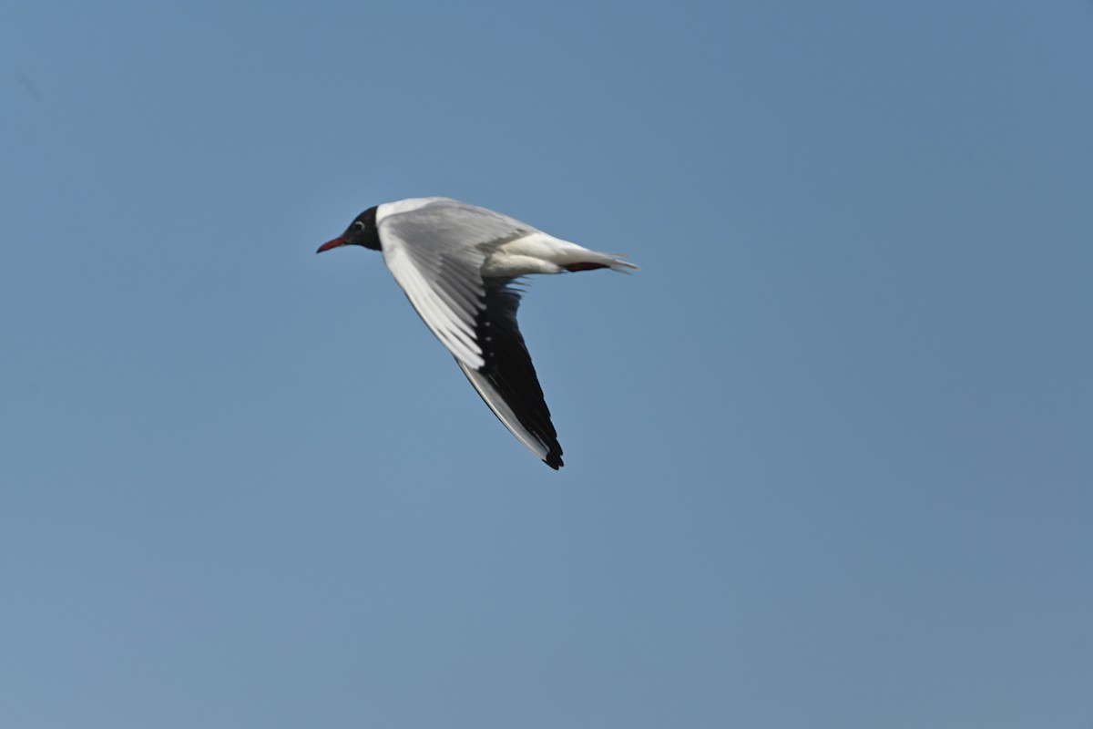 Black-headed Gull - ML316738251