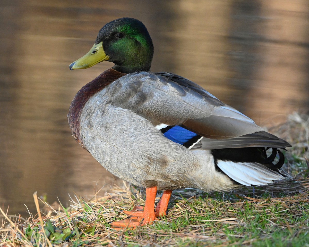 Mallard - ML316739751