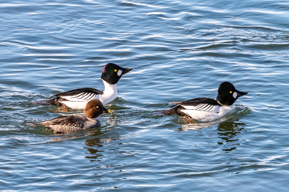 Common Goldeneye - ML316740371