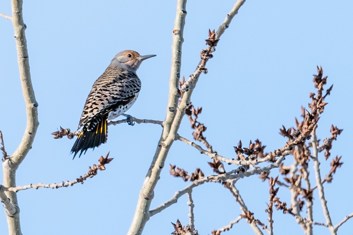 Northern Flicker - ML316740471