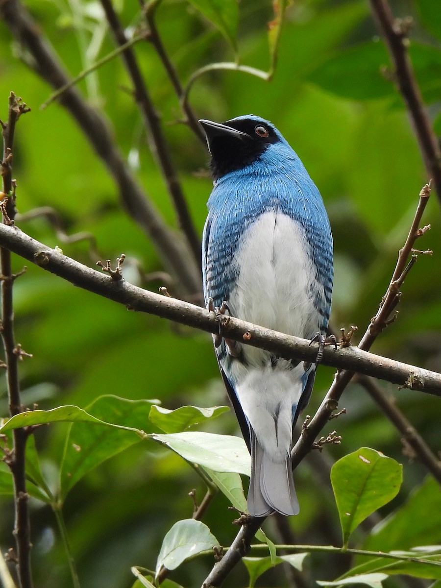 Swallow Tanager - ML316740731