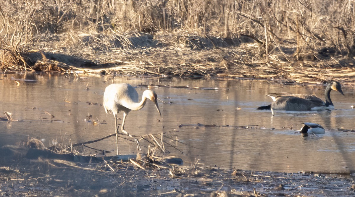 Sandhill Crane - Kalpesh Krishna