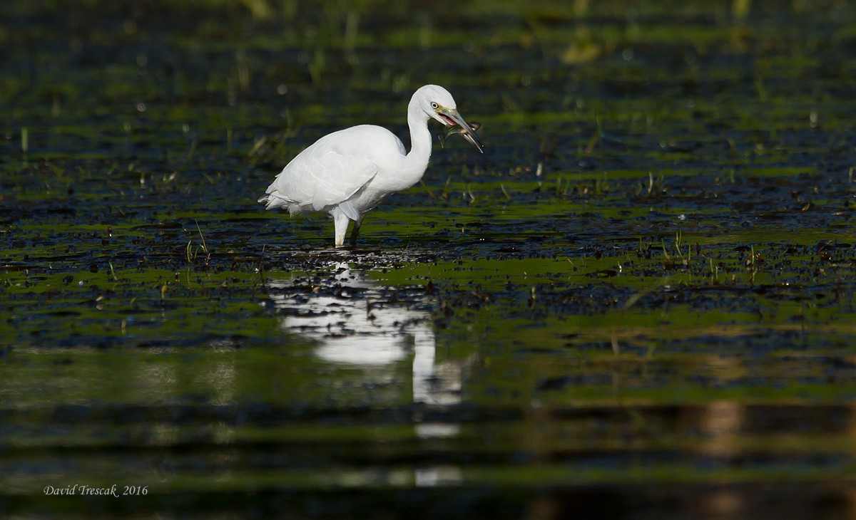 Little Blue Heron - David Trescak