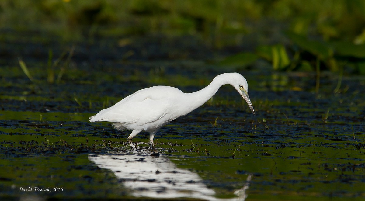 Little Blue Heron - ML31674511