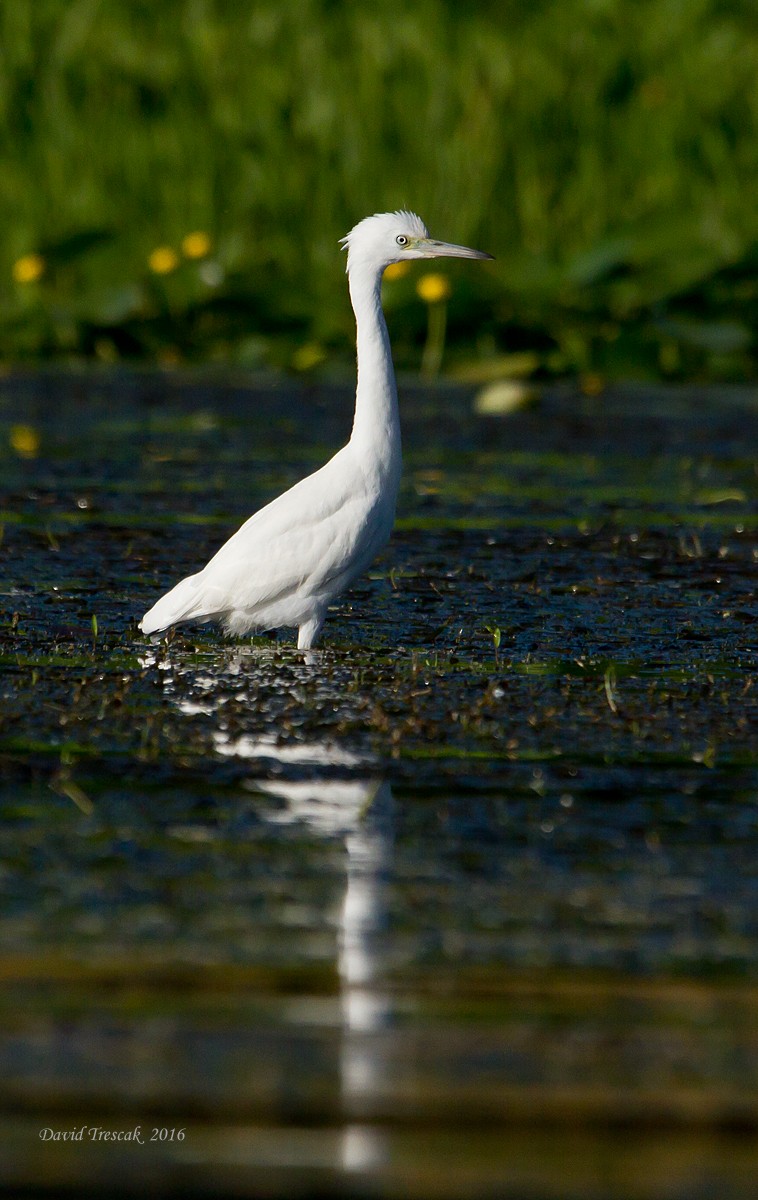 Little Blue Heron - ML31674521