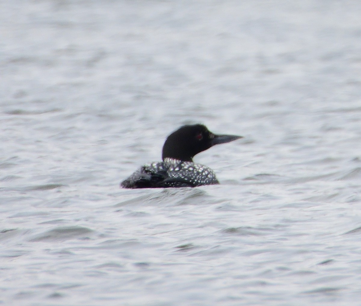 Common Loon - ML316745241