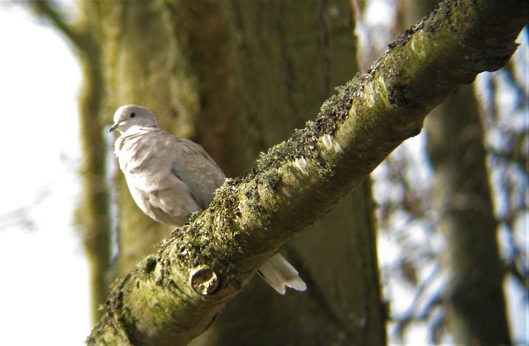 Eurasian Collared-Dove - ML316746621