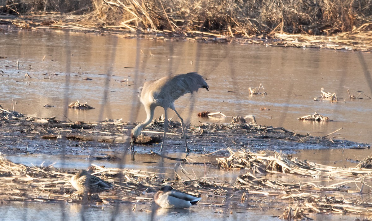 Sandhill Crane - Kalpesh Krishna