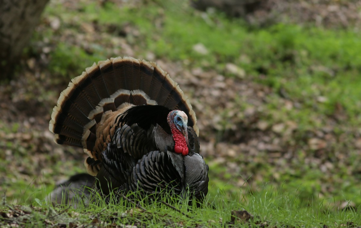 Wild Turkey - ML316750681