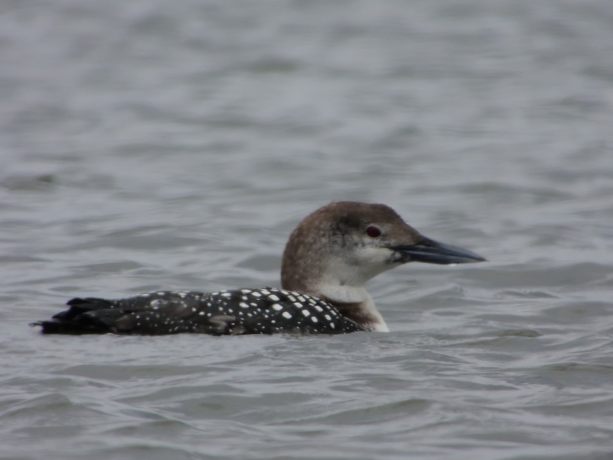 Common Loon - ML316750831