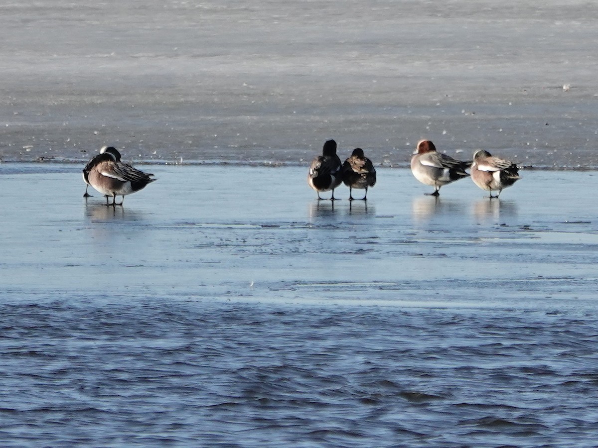 Eurasian Wigeon - ML316752731