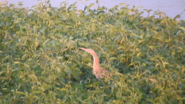 Pinnated Bittern - ML316754411