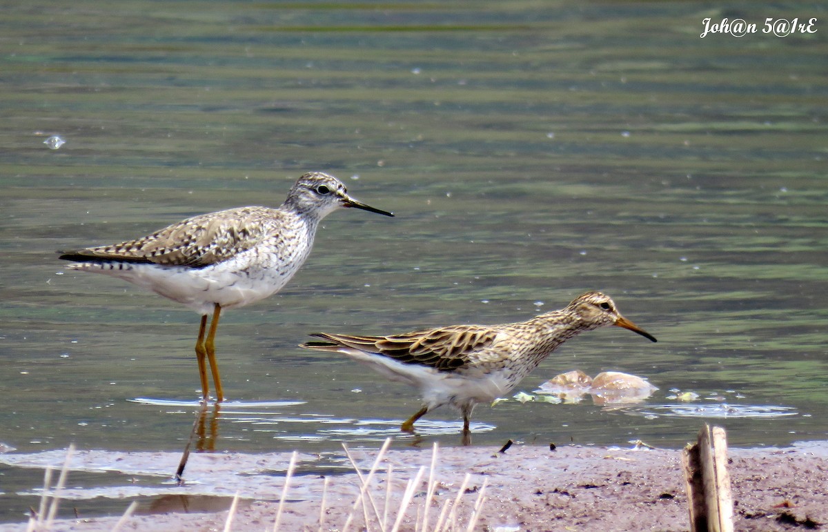 Graubrust-Strandläufer - ML316754971